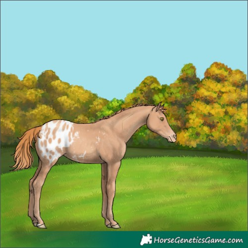 Horse Color:Gold Champagne Appaloosa 