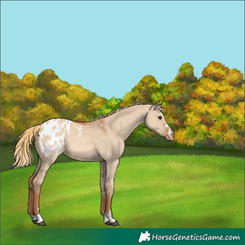 Horse Color:Red Dun Appaloosa 
