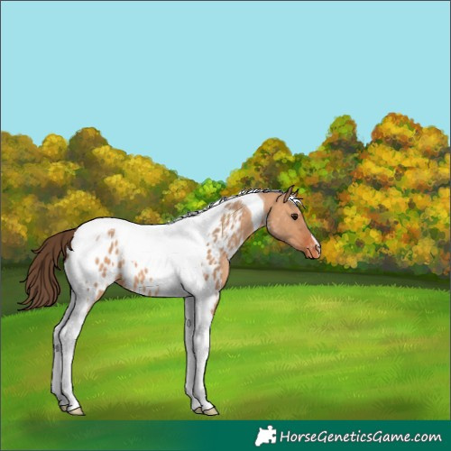 Horse Color:Bay Dun Tobiano Appaloosa 