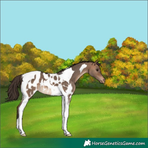 Horse Color:Bay Dun Tobiano Appaloosa