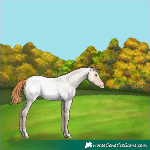 Horse Color:Buckskin Roan Pearl Dun Appaloosa 