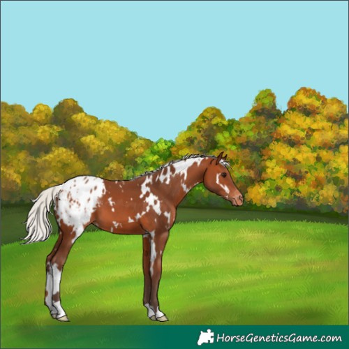 Horse Color:White Spotted Silver Bay Appaloosa 