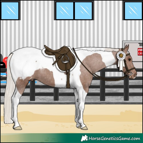 Horse Color:Silver Black Tobiano Appaloosa 