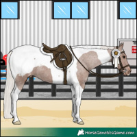 Horse Color:Silver Black Tobiano Appaloosa 