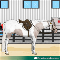 Horse Color:Silver Black Tobiano Appaloosa 