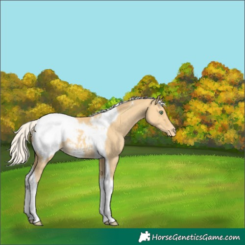 Horse Color:Silver Amber Cream Champagne Dun Tobiano Appaloosa 