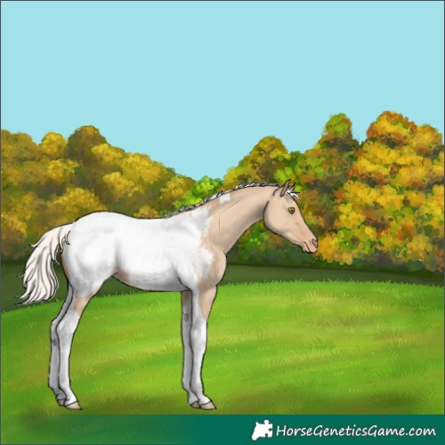 Horse Color:Silver Classic Champagne Dun Tobiano Appaloosa