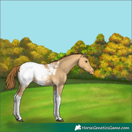 Horse Color:Buckskin Dun Tobiano Appaloosa