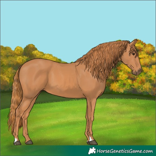 Horse Color:Chestnut 