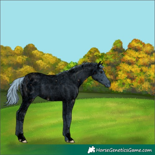 Horse Color:ERROR: UNKNOWN ANOMALY