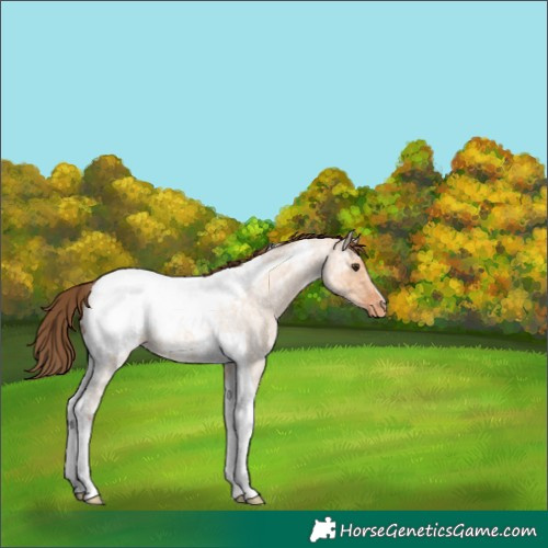 Horse Color:Bay Ice Roan Dun Tobiano Appaloosa