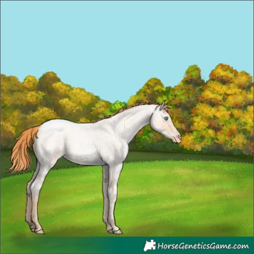 Horse Color:Amber Champagne Ice Roan Pearl Appaloosa 