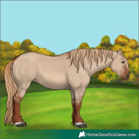 Horse Color:Red Dun