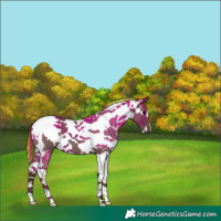 Horse Color:Painted White Spotted Chocolate Grullo Tobiano