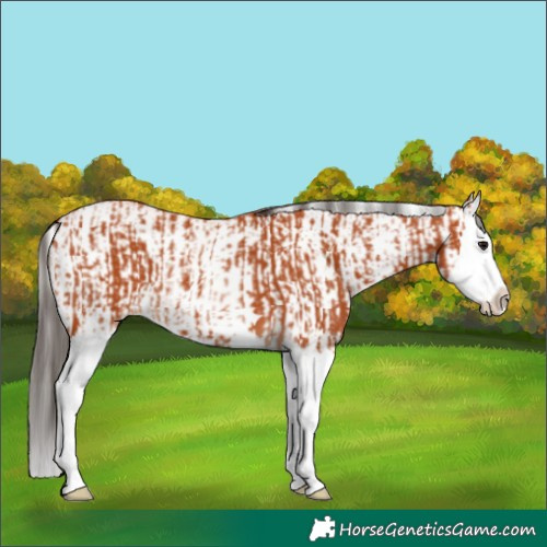 Horse Color:Bay Splash and White Spotted Bay Splash