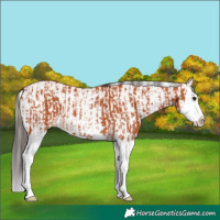 Horse Color:Bay Splash  and White Spotted Bay Splash 
