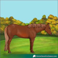 Horse Color:Chestnut 