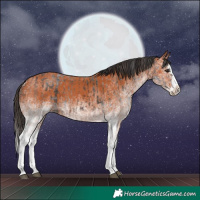 Horse Color:White Spotted Bay Splash  and White Spotted Bay Splash 