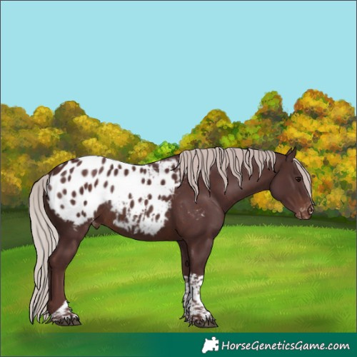 Horse Color:Chocolate Silver Brown Tobiano Blanket Rabicano 