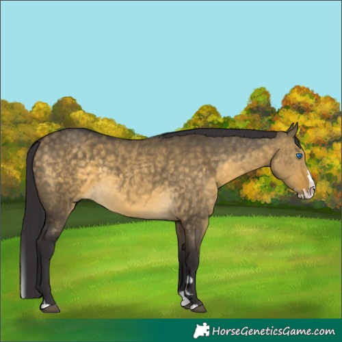 Horse Color:Buckskin Dun Mushroom Splash 