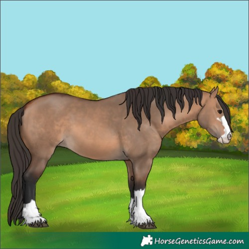 Horse Color:Bay Dun