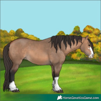 Horse Color:Bay Dun 