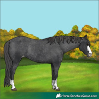 Horse Color:Black Varnish Rabicano 