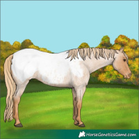 Horse Color:Red Roan Appaloosa 