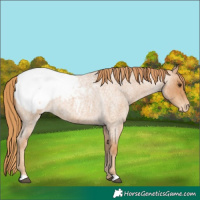 Horse Color:Red Roan Appaloosa 