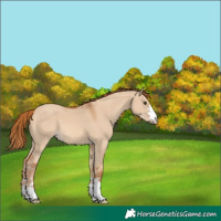 Horse Color:Red Dun