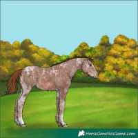Horse Color:Chestnut Ice