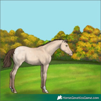 Horse Color:Amber Champagne Dun
