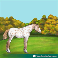 Horse Color:Gold Champagne Appaloosa