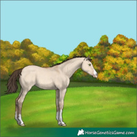 Horse Color:Amber Champagne Dun