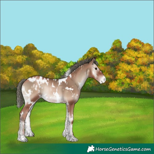 Horse Color:White Spotted Blue Onyx Pearl Appaloosa Rabicano