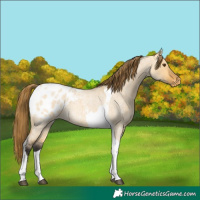 Horse Color:Buckskin Roan Dun Tobiano Appaloosa
