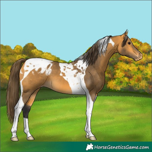 Horse Color:Buckskin Tobiano Appaloosa