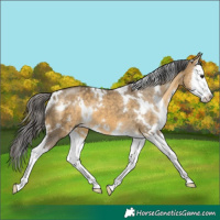 Horse Color:White Spotted Buckskin Dun Splash 