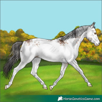 Horse Color:White Spotted Bay 
