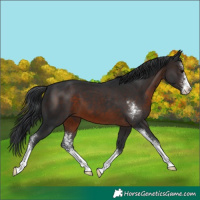 Horse Color:Brown Sabino