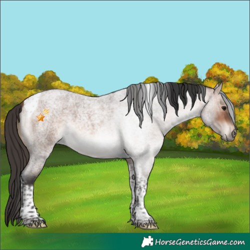 Horse Color:Bay Roan Mushroom Tobiano