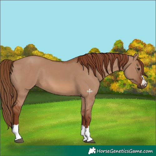 Horse Color:Red Dun 