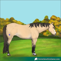 Horse Color:Buckskin 