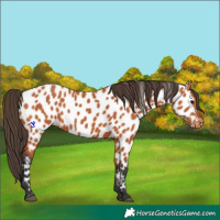 Horse Color:Bay Appaloosa 