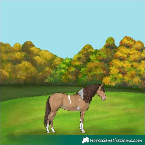 Horse Color:Classic Cream Champagne Tobiano 