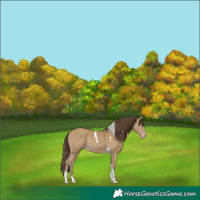 Horse Color:Classic Cream Champagne Tobiano 