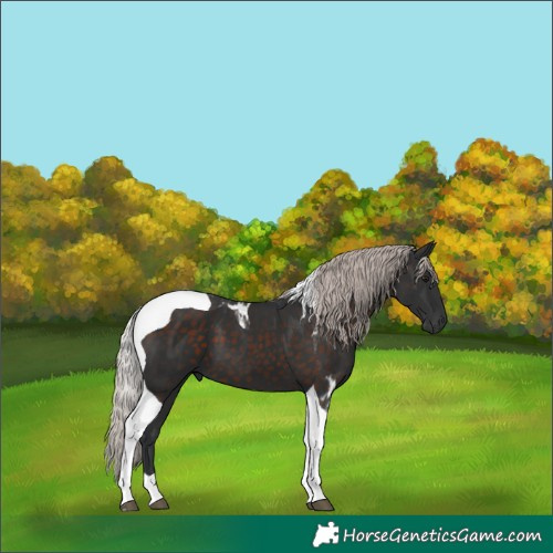 Horse Color:Silver Brown Tobiano 