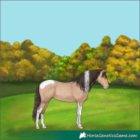Horse Color:Amber Champagne Tobiano Rabicano 
