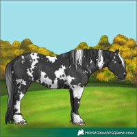 Horse Color:White Spotted Black 