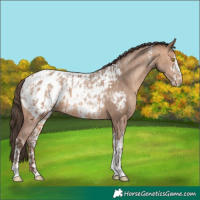 Horse Color:Amber Champagne Sabino Tobiano Appaloosa  and Amber Champagne Sabino Tobiano Appaloosa 